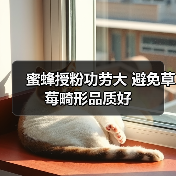 蜜蜂授粉如何让草莓更甜更大?-辰飞雨绿源新宇生物有机肥资讯 蜜蜂授粉如何让草莓更甜更大?-辰飞雨绿源新宇生物有机肥资讯