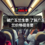 做广玉兰生意 了解广玉兰价格很重要（图4）
