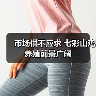 七彩山鸡为何成市场新宠?营养价值与养殖前景全解析-辰飞雨绿源 七彩山鸡为何成市场新宠?营养价值与养殖前景全解析-辰飞雨绿源