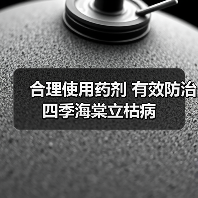 合理使用药剂 有效防治四季海棠立枯病(图1) 合理使用药剂 有效防治四季海棠立枯病(图1)