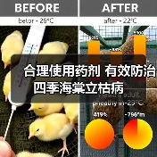 合理使用药剂 有效防治四季海棠立枯病(图3) 合理使用药剂 有效防治四季海棠立枯病(图3)