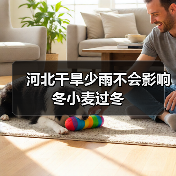 河北干旱少雨不会影响冬小麦过冬(图4) 河北干旱少雨不会影响冬小麦过冬(图4)