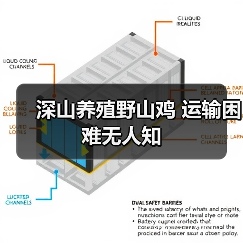 深山养殖野山鸡 运输困难无人知(图2) 深山养殖野山鸡 运输困难无人知(图2)
