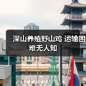 深山养殖野山鸡 运输困难无人知(图4) 深山养殖野山鸡 运输困难无人知(图4)
