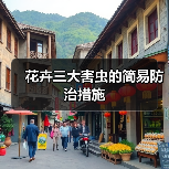 花卉三大害虫的简易防治措施(图4) 花卉三大害虫的简易防治措施(图4)