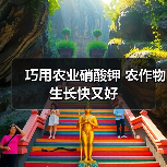 巧用农业硝酸钾 农作物生长快又好（图2）