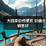 大白菜价格便宜 价值大销售好(图4) 大白菜价格便宜 价值大销售好(图4)