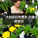 大白菜价格便宜 价值大销售好(图3) 大白菜价格便宜 价值大销售好(图3)