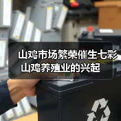 山鸡市场繁荣催生七彩山鸡养殖业的兴起(图2) 山鸡市场繁荣催生七彩山鸡养殖业的兴起(图2)
