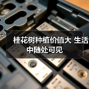 桂花树种植价值大 生活中随处可见(图4) 桂花树种植价值大 生活中随处可见(图4)