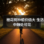 桂花树种植价值大 生活中随处可见(图3) 桂花树种植价值大 生活中随处可见(图3)
