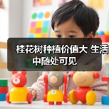 桂花树种植价值大 生活中随处可见(图2) 桂花树种植价值大 生活中随处可见(图2)