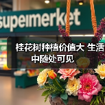 桂花树种植价值大 生活中随处可见 桂花树种植价值大 生活中随处可见