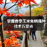 掌握春季玉米免耕播种技术五要点 掌握春季玉米免耕播种技术五要点