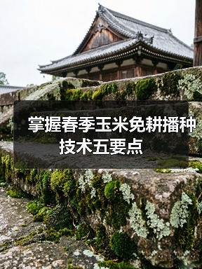 掌握春季玉米免耕播种技术五要点(图3) 掌握春季玉米免耕播种技术五要点(图3)