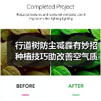 行道树防尘减霾有妙招 种植技巧助改善空气质量(图2) 行道树防尘减霾有妙招 种植技巧助改善空气质量(图2)