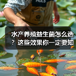 水产养殖益生菌怎么选？这些效果你一定要知道（图3）