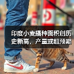 印度小麦播种面积创历史新高,产量或超预期(图3) 印度小麦播种面积创历史新高,产量或超预期(图3)