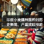 印度小麦播种面积创历史新高,产量或超预期(图4) 印度小麦播种面积创历史新高,产量或超预期(图4)