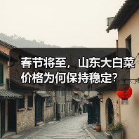 春节将至,山东大白菜价格为何保持稳定?(图3) 春节将至,山东大白菜价格为何保持稳定?(图3)