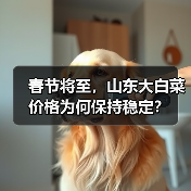 春节将至,山东大白菜价格为何保持稳定? 春节将至,山东大白菜价格为何保持稳定?