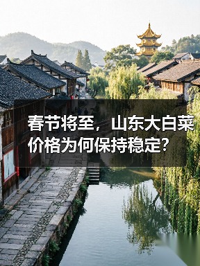 春节将至,山东大白菜价格为何保持稳定?(图2) 春节将至,山东大白菜价格为何保持稳定?(图2)