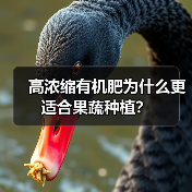 高浓缩有机肥为什么更适合果蔬种植?(图4) 高浓缩有机肥为什么更适合果蔬种植?(图4)