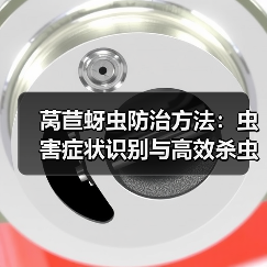 莴苣蚜虫防治方法:虫害症状识别与高效杀虫剂使用指南 莴苣蚜虫防治方法:虫害症状识别与高效杀虫剂使用指南
