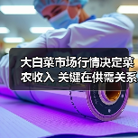 大白菜市场行情决定菜农收入 关键在供需关系(图4) 大白菜市场行情决定菜农收入 关键在供需关系(图4)