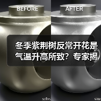 冬季紫荆树反常开花是气温升高所致?专家揭秘真相(图4) 冬季紫荆树反常开花是气温升高所致?专家揭秘真相(图4)