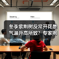 冬季紫荆树反常开花是气温升高所致?专家揭秘真相(图3) 冬季紫荆树反常开花是气温升高所致?专家揭秘真相(图3)