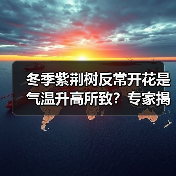 冬季紫荆树反常开花是气温升高所致?专家揭秘真相(图2) 冬季紫荆树反常开花是气温升高所致?专家揭秘真相(图2)