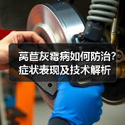 莴苣灰霉病如何防治?症状表现及技术解析(图1) 莴苣灰霉病如何防治?症状表现及技术解析(图1)