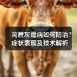 莴苣灰霉病如何防治?症状表现及技术解析(图3) 莴苣灰霉病如何防治?症状表现及技术解析(图3)