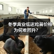 冬季禽业低迷鸡苗价格为何难回升?(图3) 冬季禽业低迷鸡苗价格为何难回升?(图3)