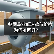 冬季禽业低迷鸡苗价格为何难回升?(图4) 冬季禽业低迷鸡苗价格为何难回升?(图4)