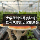大学生创业养贵妃鸡:如何从零起步实现逆袭?(图4) 大学生创业养贵妃鸡:如何从零起步实现逆袭?(图4)