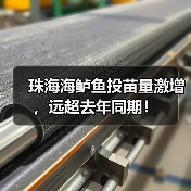 珠海海鲈鱼投苗量激增，远超去年同期！（图1）