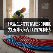 锌型生物有机肥如何助力玉米小麦壮苗抗倒伏？（图1）