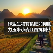 锌型生物有机肥如何助力玉米小麦壮苗抗倒伏？（图3）