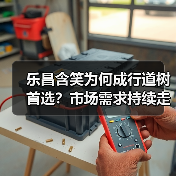 乐昌含笑为何成行道树首选?市场需求持续走高(图4) 乐昌含笑为何成行道树首选?市场需求持续走高(图4)