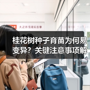 桂花树种子育苗为何易变异?关键注意事项解析(图3) 桂花树种子育苗为何易变异?关键注意事项解析(图3)