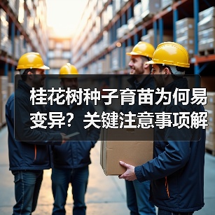 桂花树种子育苗为何易变异?关键注意事项解析(图2) 桂花树种子育苗为何易变异?关键注意事项解析(图2)