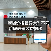 麻蜥蜴养殖价值揭秘:不同阶段价格差异大-辰飞雨绿源新宇生物有 麻蜥蜴养殖价值揭秘:不同阶段价格差异大-辰飞雨绿源新宇生物有