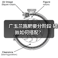 广玉兰施肥要分阶段 磷氮如何搭配?(图4) 广玉兰施肥要分阶段 磷氮如何搭配?(图4)