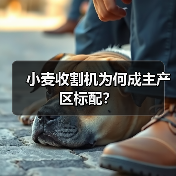 北方小麦收割机普及,效率提升的秘密-辰飞雨绿源新宇生物有机肥 北方小麦收割机普及,效率提升的秘密-辰飞雨绿源新宇生物有机肥