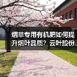 烟草专用有机肥如何提升烟叶品质?云叶股份推荐高产方案(图4) 烟草专用有机肥如何提升烟叶品质?云叶股份推荐高产方案(图4)