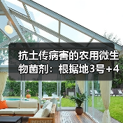 抗土传病害的农用微生物菌剂:根据地3号+4号效果如何?(图1) 抗土传病害的农用微生物菌剂:根据地3号+4号效果如何?(图1)