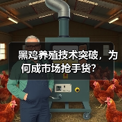 黑鸡养殖技术突破,为何成市场抢手货?(图4) 黑鸡养殖技术突破,为何成市场抢手货?(图4)