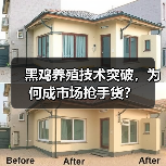 黑鸡养殖技术突破,为何成市场抢手货?(图3) 黑鸡养殖技术突破,为何成市场抢手货?(图3)